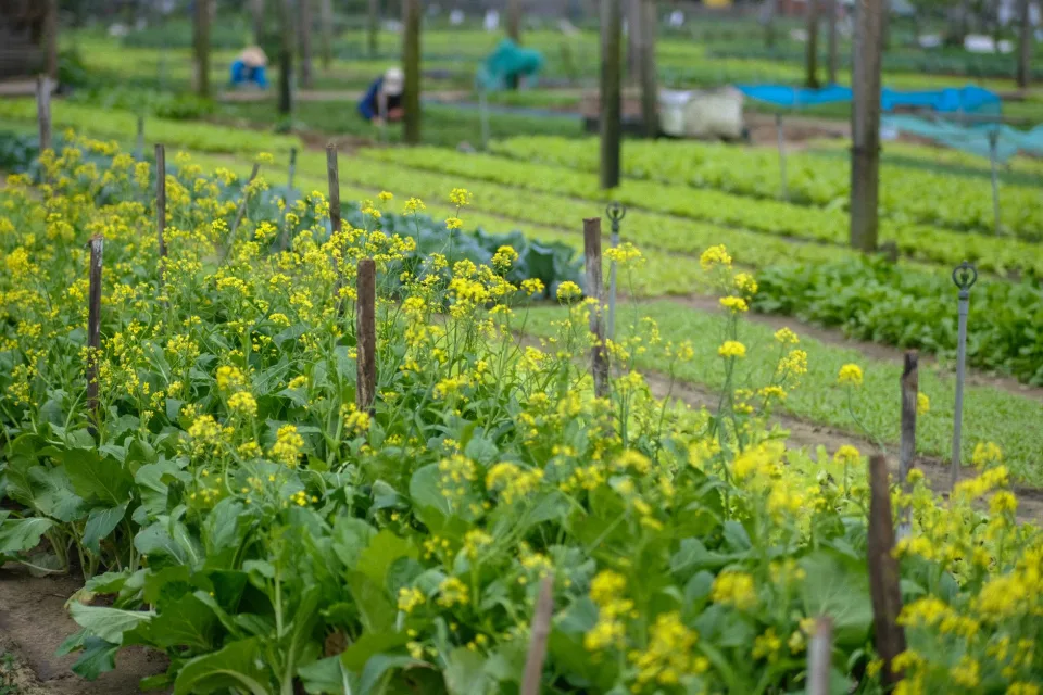 Nông sản đang có