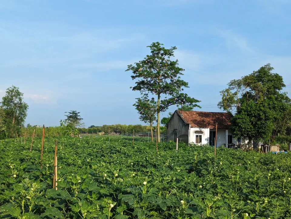 Nông sản của Phạm Văn Sóc